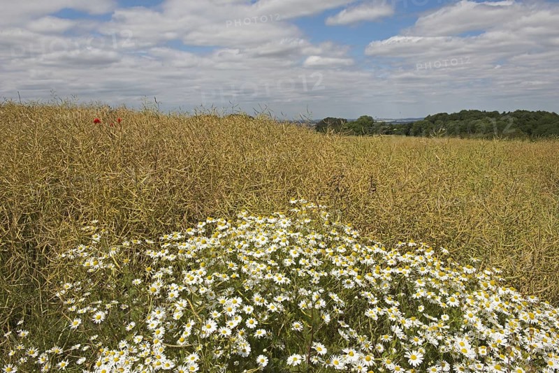 Scentless Mayweed