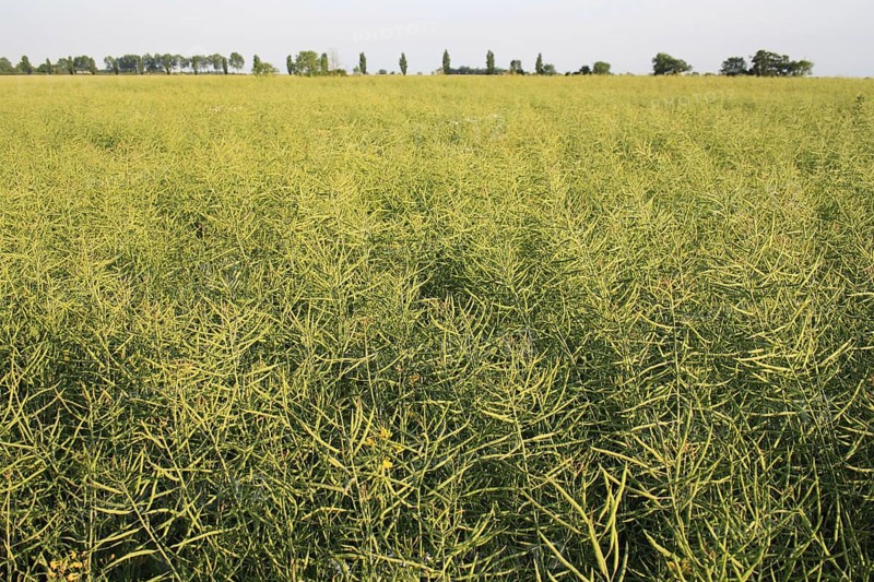 Oilseed Rape