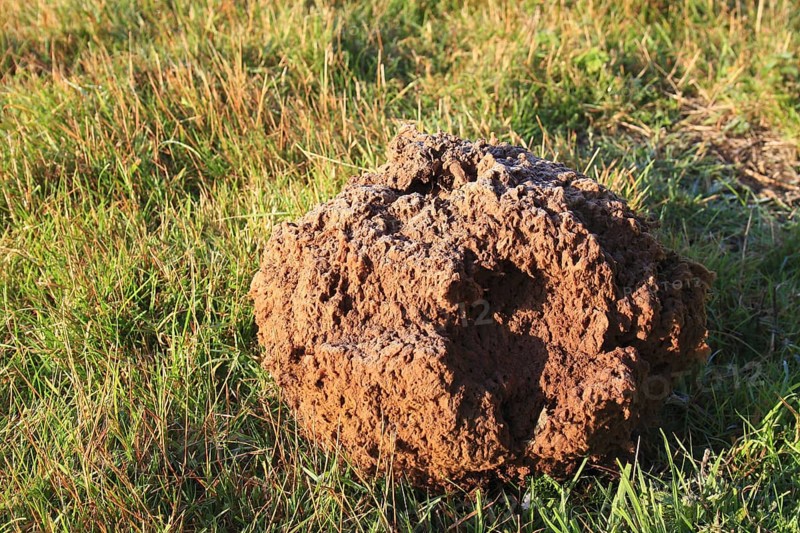 Giant giant puffball