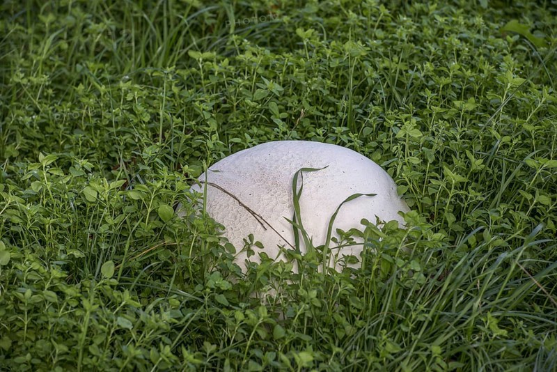 giant puffball
