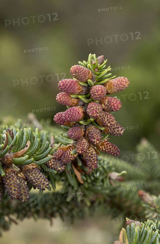 Spanish fir