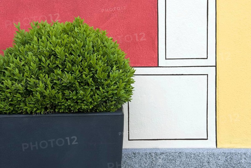 Buxus common box
