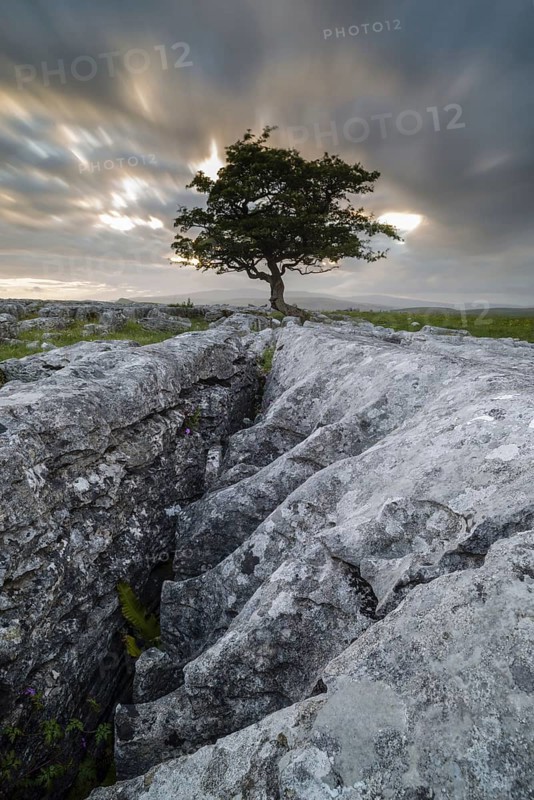 Limestone cliffs and common hawthorn