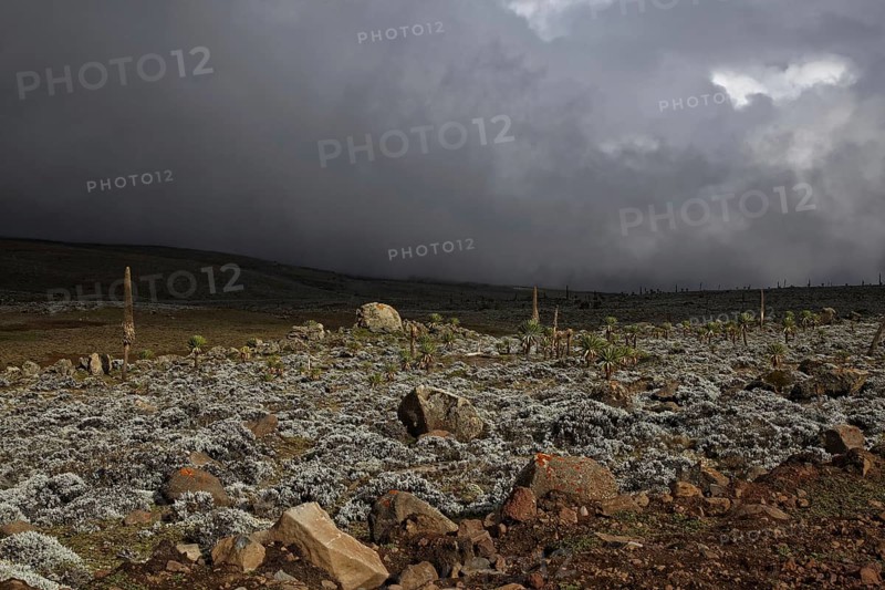 View of storm clouds over Afroalpine habitat