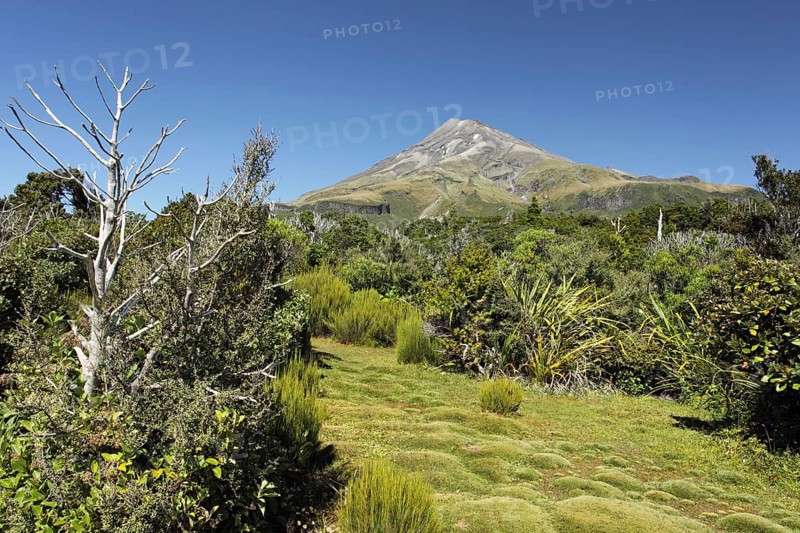 Vegetation on approach to base of stratovolcano