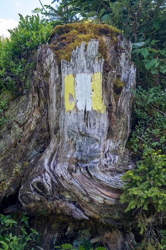 Coloured marker for hiking trail R3 on a tree stump on the Postalm in the Salzkammergut