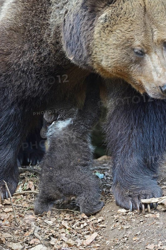 European brown bears