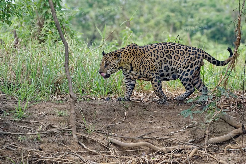 Jaguar