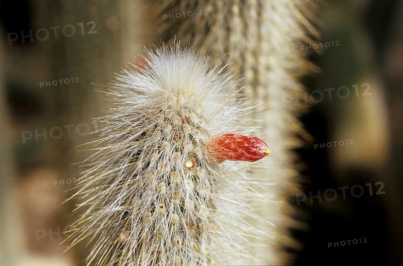 Cleistocactushyalacanthus