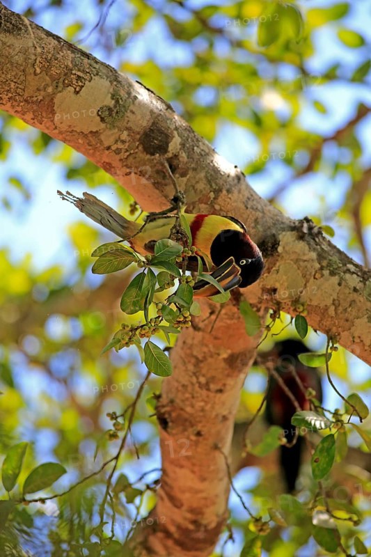 Brown-eared macaw