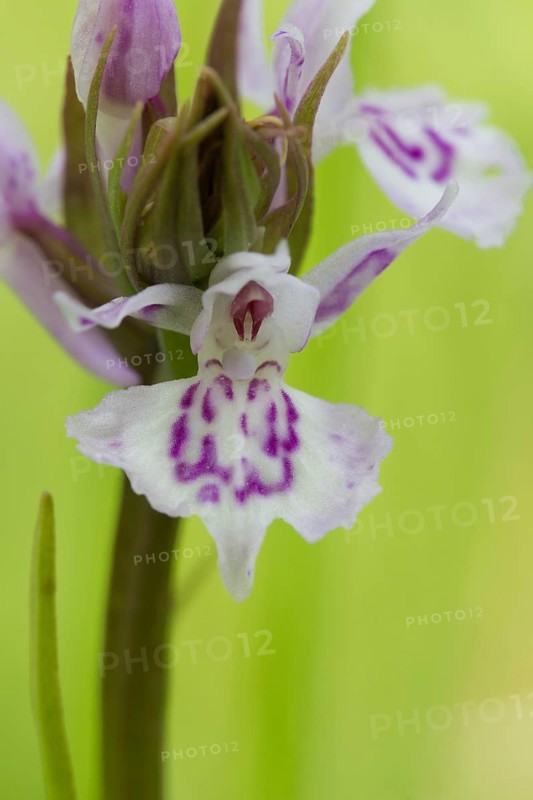 Common Heath Spotted Orchid