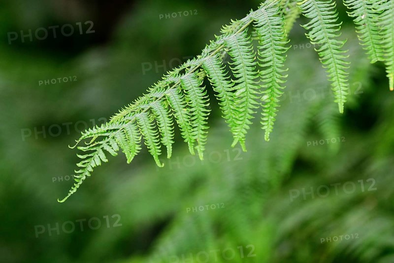 Male fern