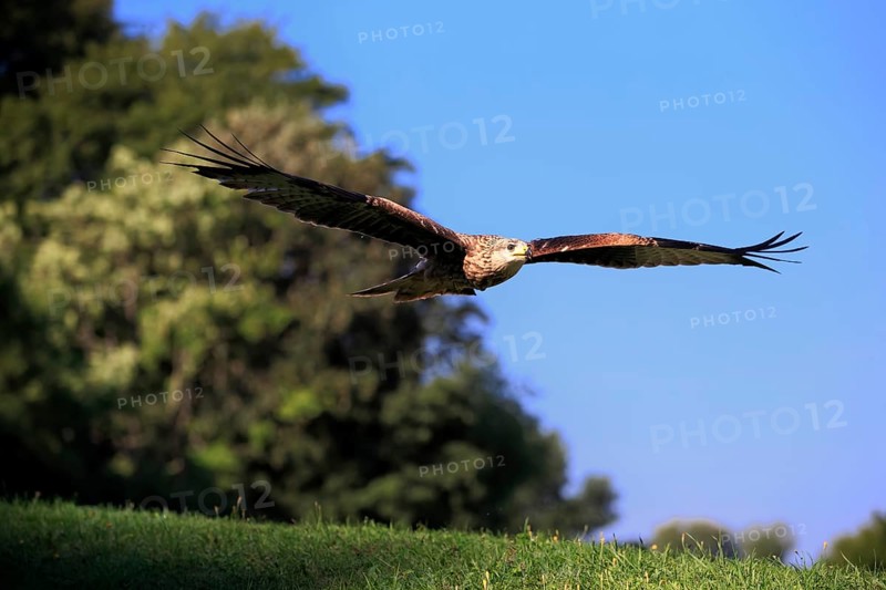 Red Kite
