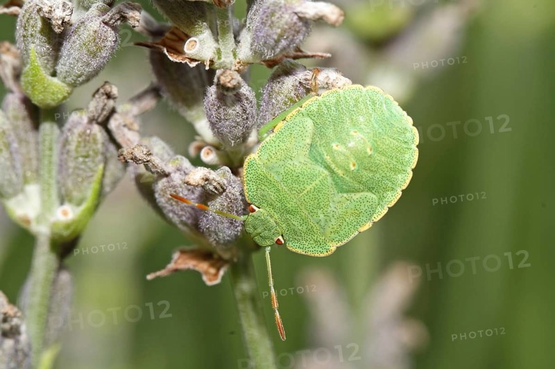 Green stink bug