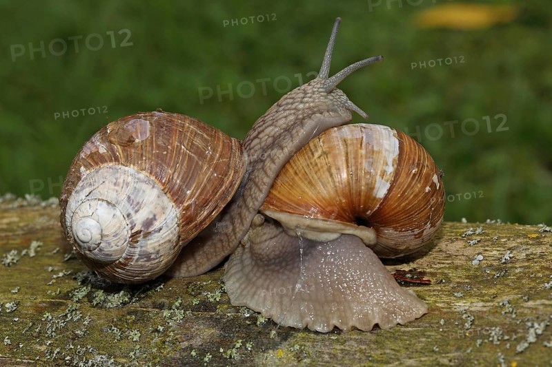 Roman snail