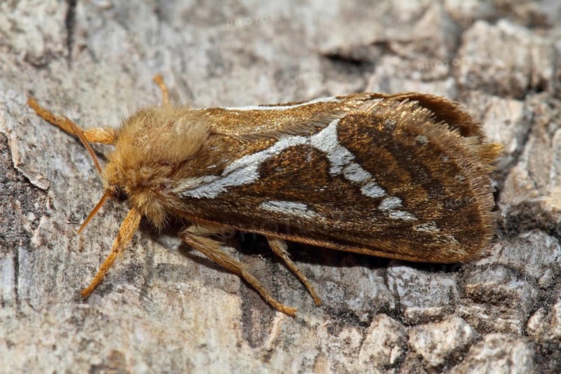 Hop root moth