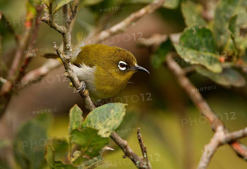 Ceylon White-eye