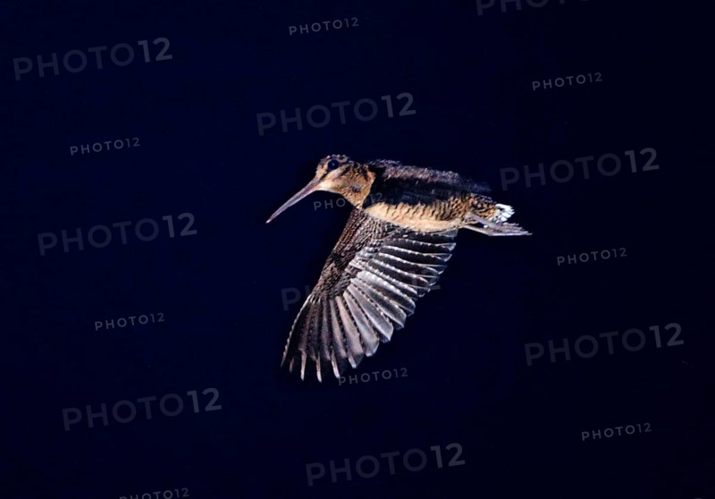 Philippine Snipe