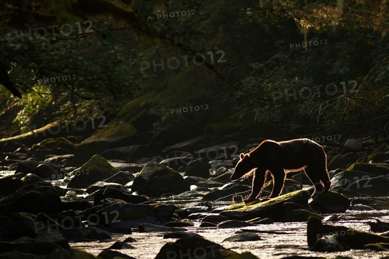 Grizzly Bear