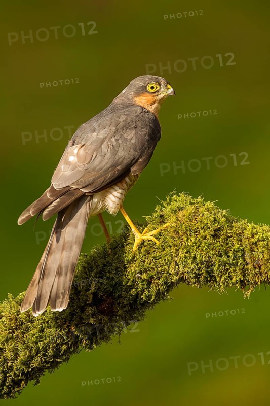 Eurasian sparrowhawk