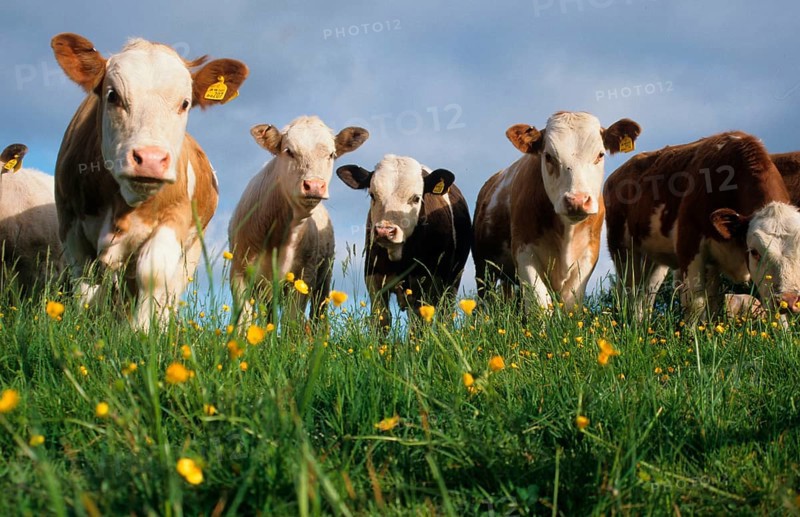 Domestic cattle