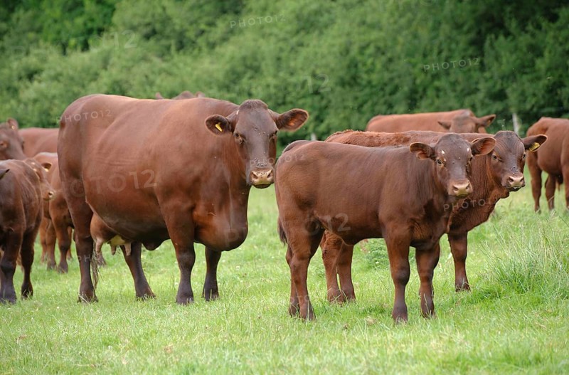 Domestic Cattle