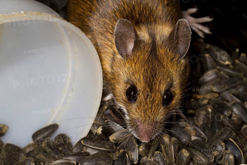Adult wood mouse