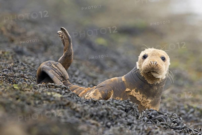 Grey Seal