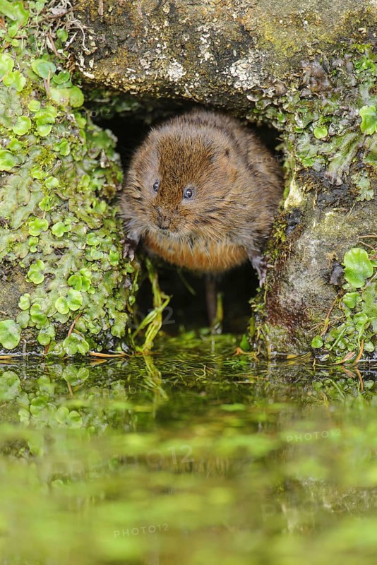 Eastern vole