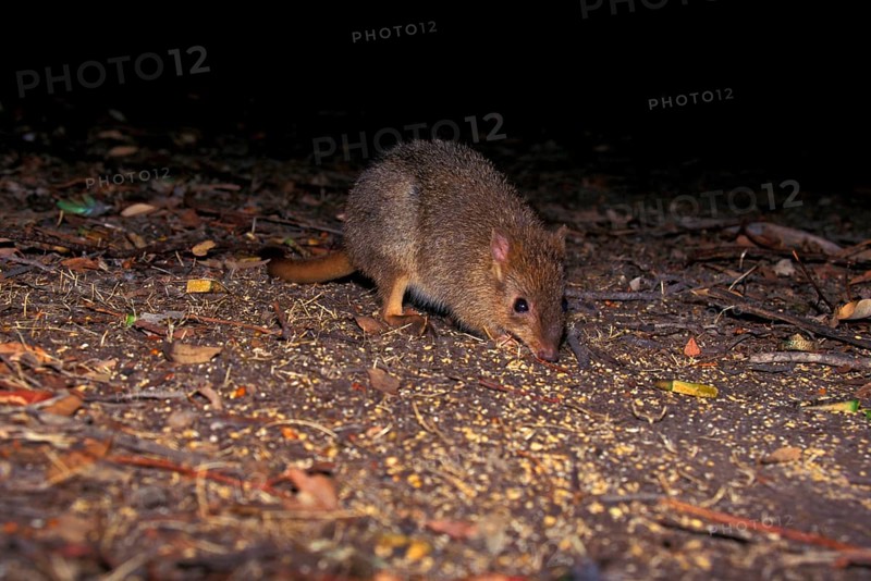 Brush-tailed Rat Kangaroo