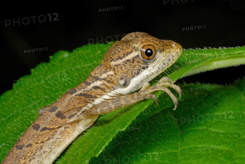 Common Basilisk