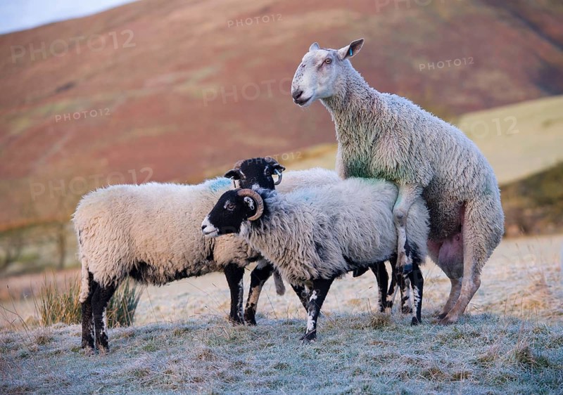 Domestic Sheep
