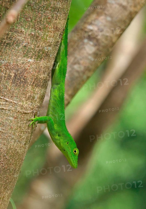 Jamaican Giant Anole