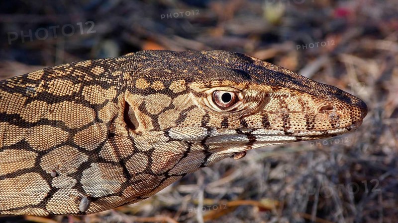 Perentie