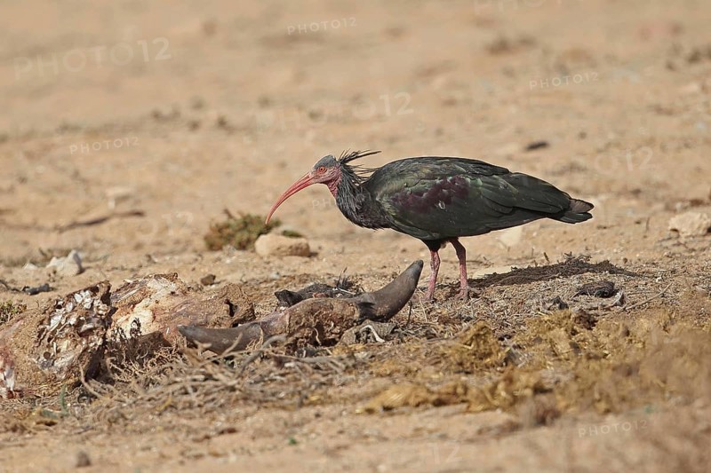 Northern Bald Ibis