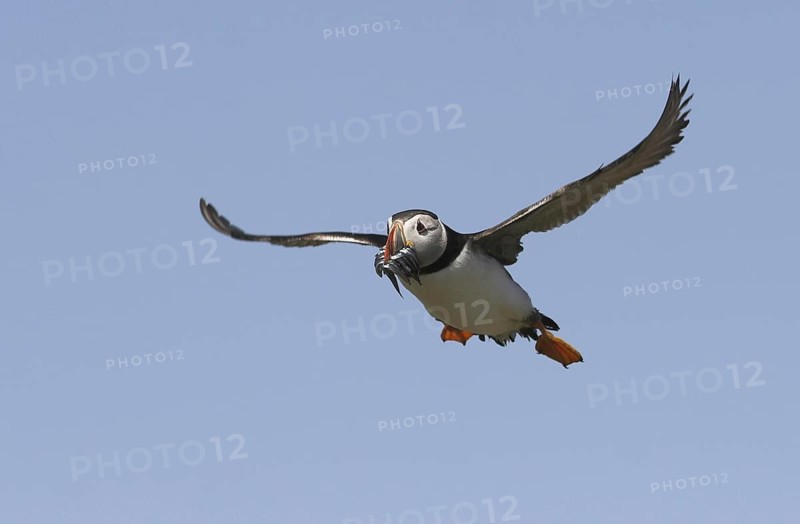 Atlantic Puffin