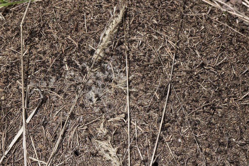Great Red Wood Ant