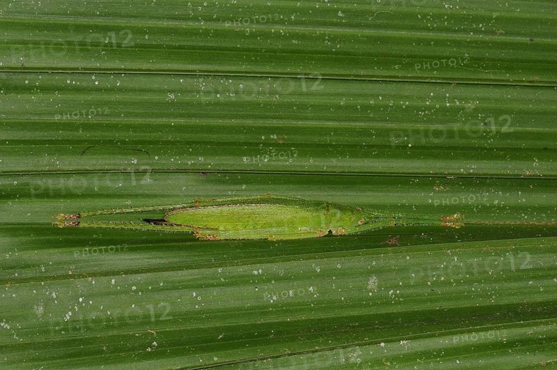 Pyrgomorphic grasshopper