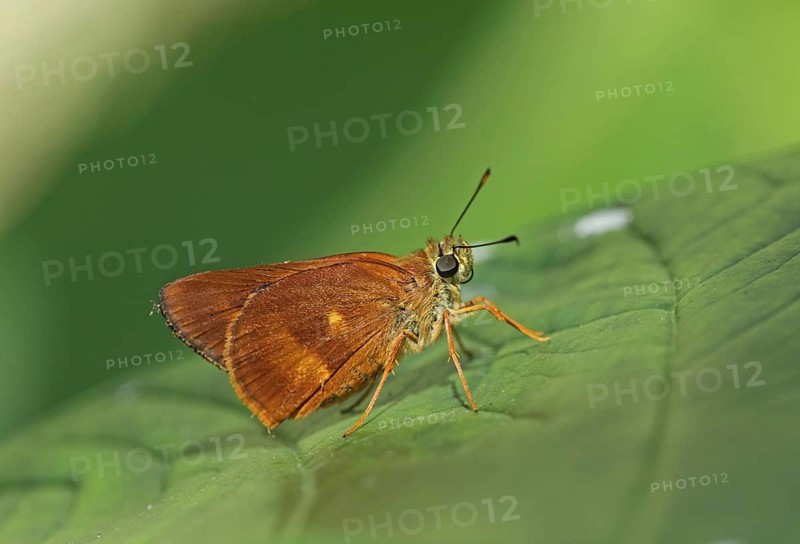 Schaus's Skipper