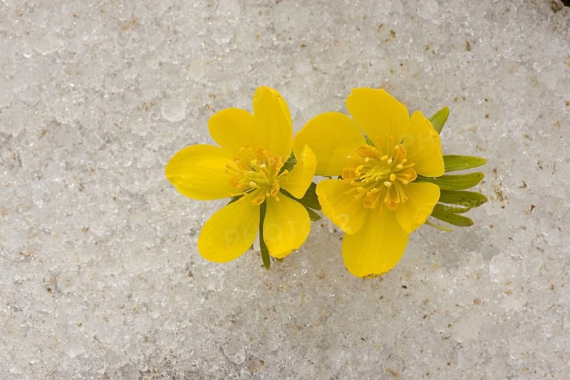 Winter aconite
