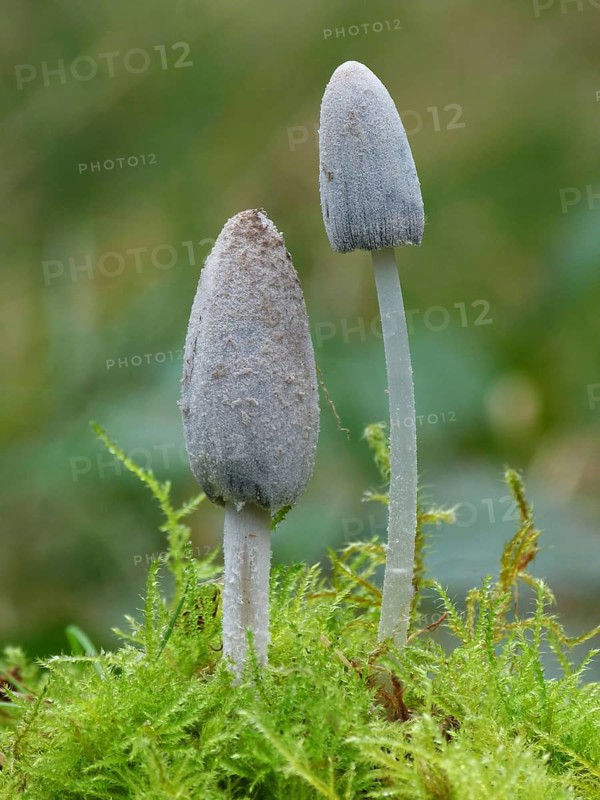 Fruiting body of common inkcap