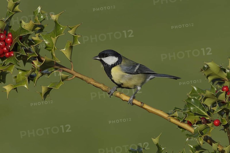 Great Tit