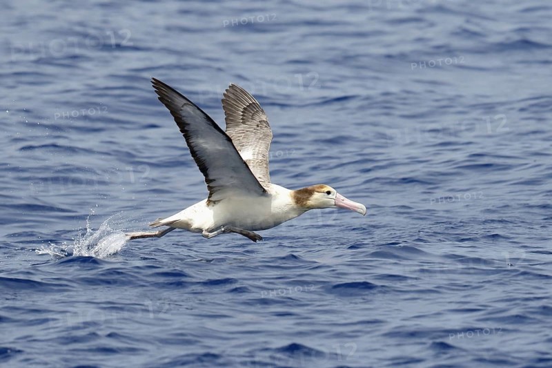 Adult short-tailed albatross