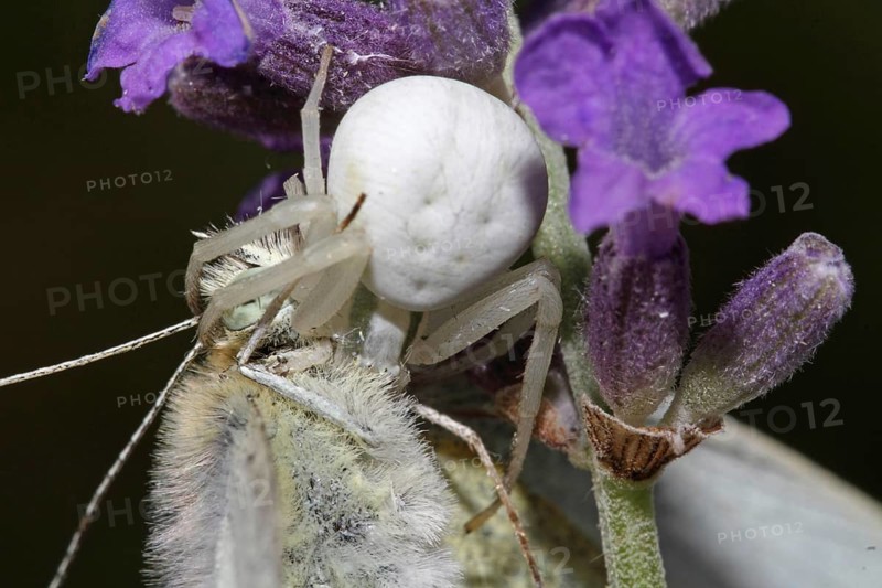 Variable crab spider