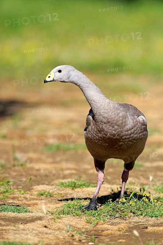 Cape barren goose