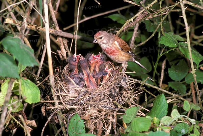 Linnet