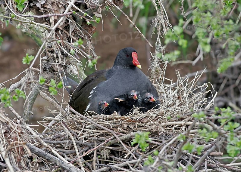Moorhen