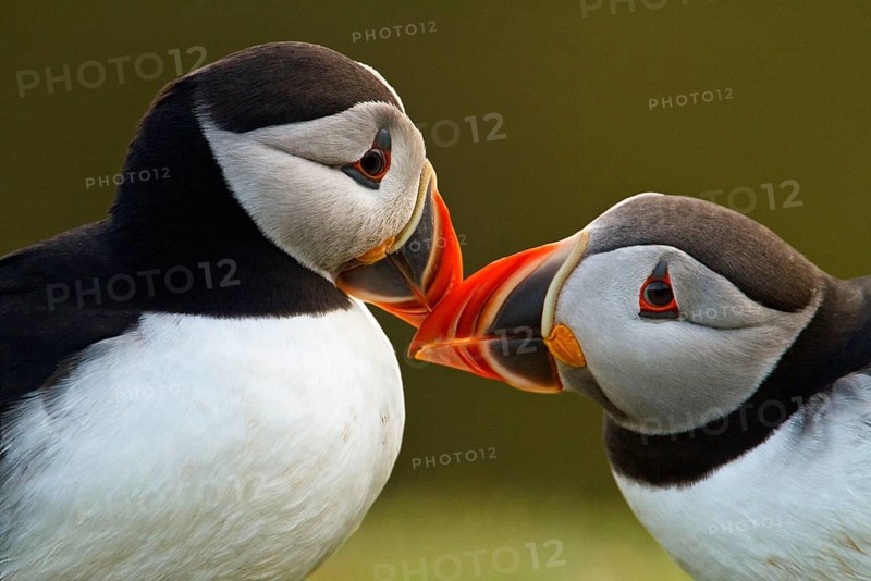 Atlantic puffin