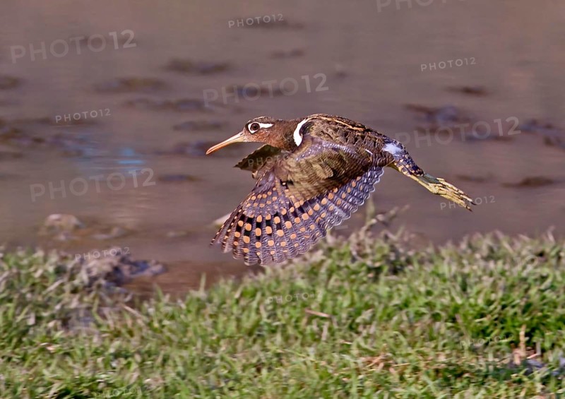 Great Snipe