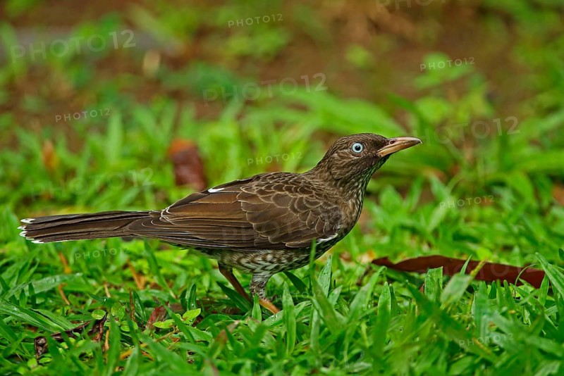 Pearly-eyed Thrasher